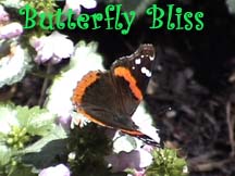 Red Admiral Butterfly