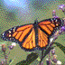 Monarch Butterfly