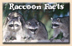 raccoons facts raccoon things pet cyberbee native america north south visit paws didn know