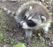 Baby Raccoon