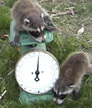 Raccoon on Scale