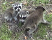 Three Baby Raccoons