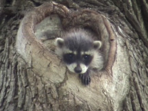 Raccoon