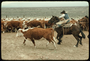 cattle roping